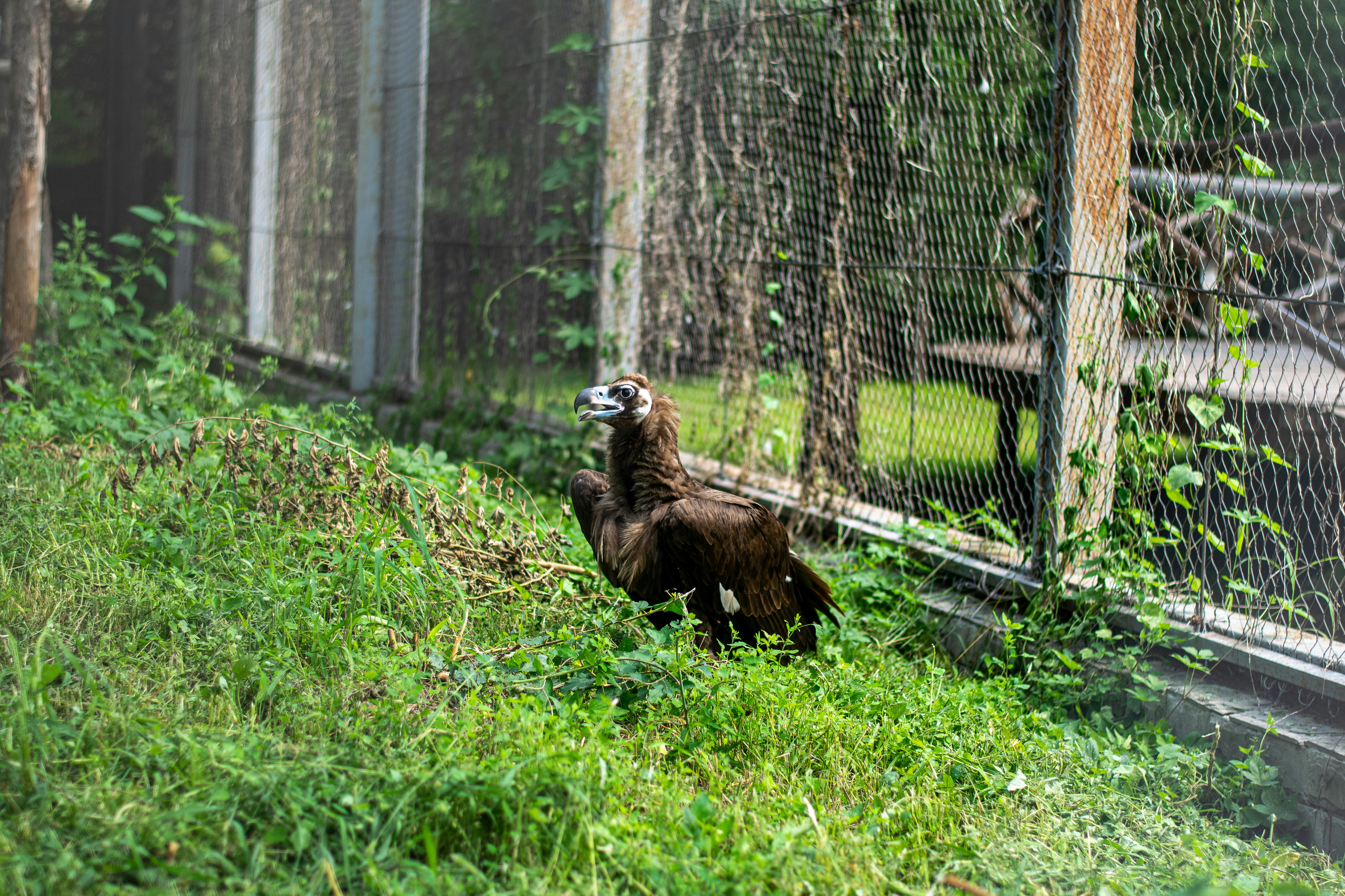 brown eagle on green grass during daytime